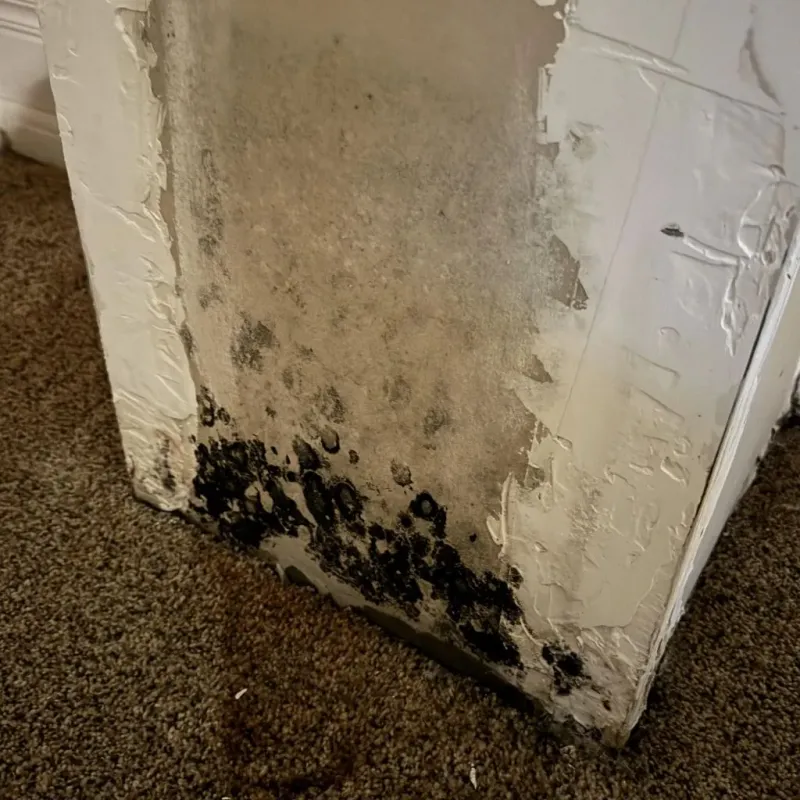 Professional Mold Removal in Fairfax, CA